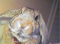 bunny.jpg